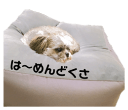 497083342