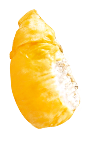 497165388