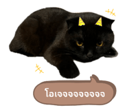 497230923