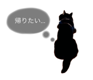 497303370