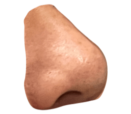 497327556