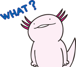 497517889