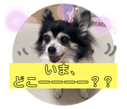 497599167
