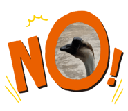 497786184