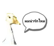 497786187