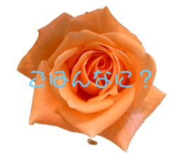 497827305