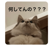 497887512