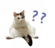 497900803