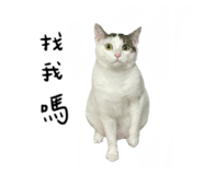 497900807