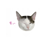 497900810
