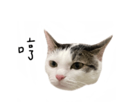 497900815