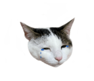 497900823
