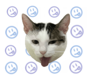 497900826