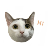 497900827