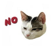 497900828