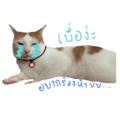 498067653
