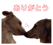 498087966