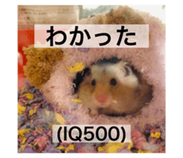 498094806