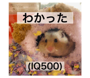 498094806