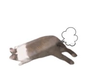 498187608