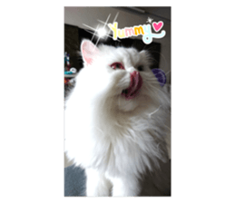 49826451
