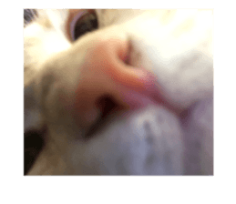 49876033