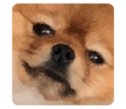 499169797