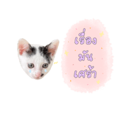 499529973