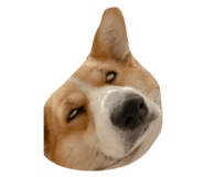 499918079