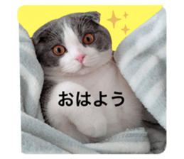500239407