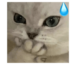 500783073