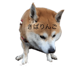 500805994