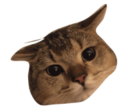500811871