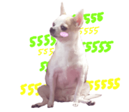 500975562