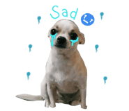 500975568