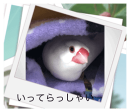 501331532