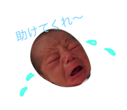 50204559