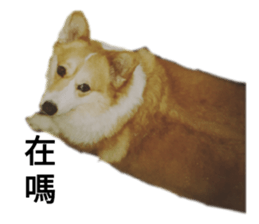 502655300