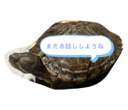 502656900