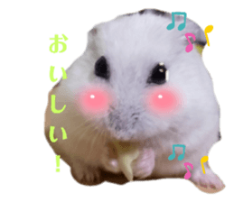 502673167