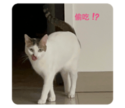 502685788