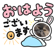 502690528
