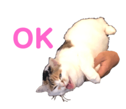 502709638