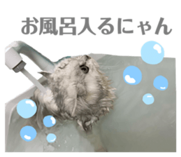502732570