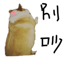 502932320