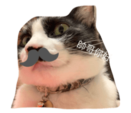 502932334