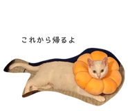 503004000