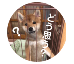 503388891