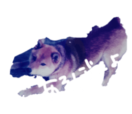 503414737