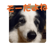 503628199
